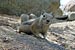 Golden-mantled Ground Squirrel